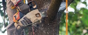 How Our Tree Care Process Works  in Kings Mountain, NC